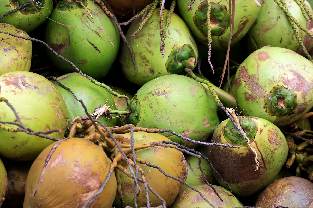 Fresh coconuts ready for supply