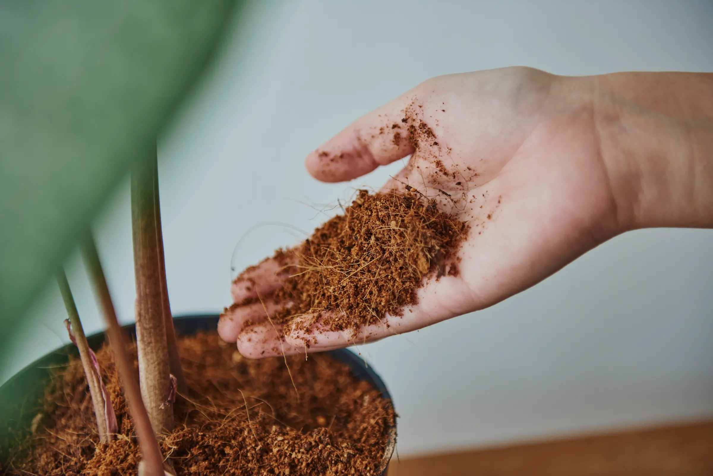 Close-up of high-quality coco peat