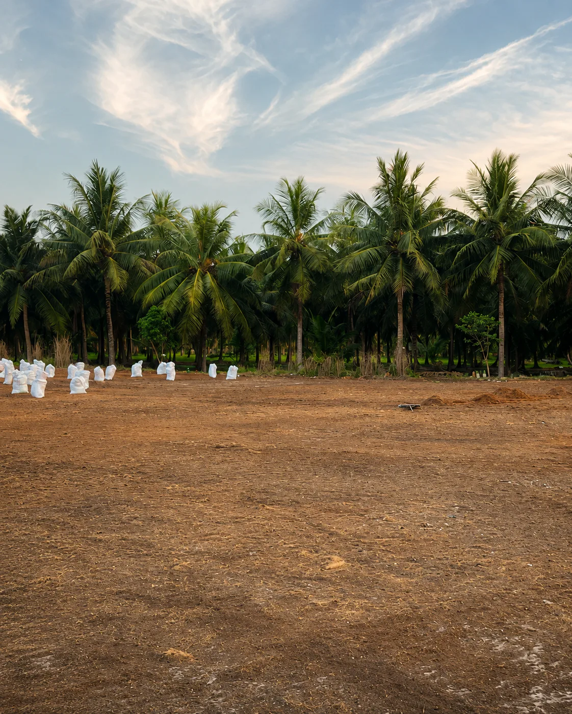 Coir work yard beside a coconut grove